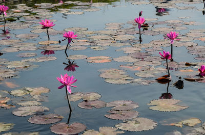 Pink lotus water lily in pond