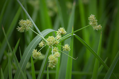 Close-up of flowering plant