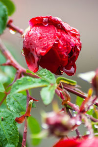 Close-up of wet red rose flower