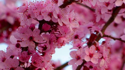 Low angle view of pink cherry blossoms in spring