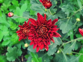 Close-up of red flowering plant