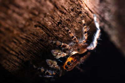 Close-up of spider on wood