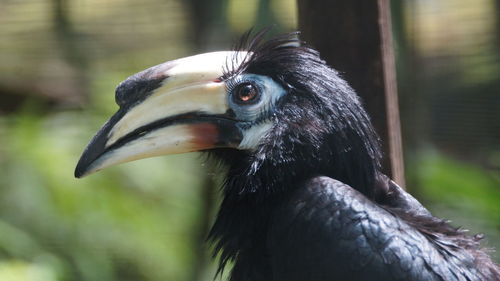 Close-up of a bird looking away