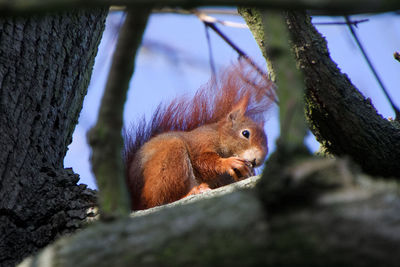 Close-up of squirrel on tree