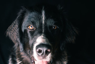 Portrait of black dog