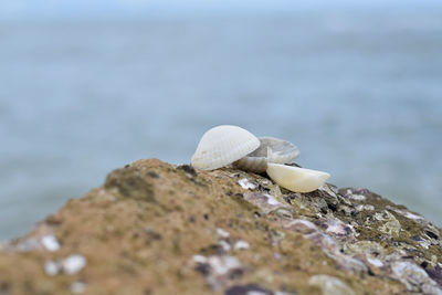 Close-up of seashell on rock