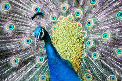 Close-up portrait of peacock