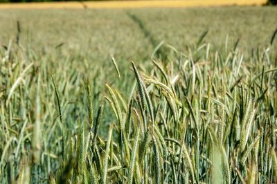 Close-up of wheat field