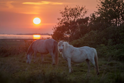 Portrait of horses on land during sunset