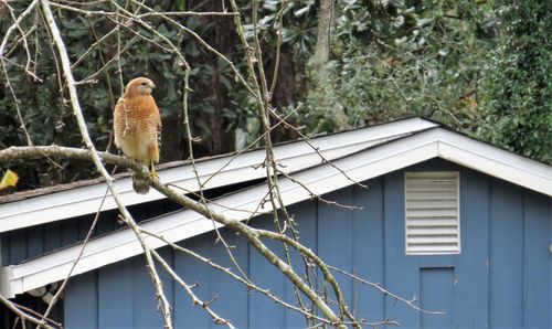 Bird perching on a building