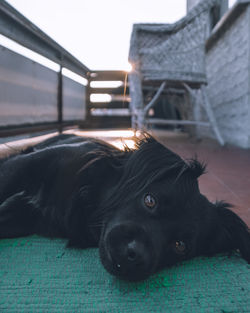 Close-up of dog resting