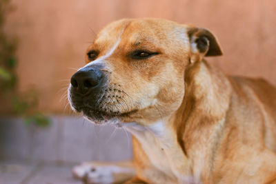 Close-up of dog looking away