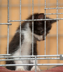 Close-up of monkey in cage