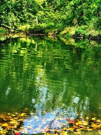 Reflection of trees in lake