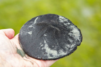 Cropped hand holding sand dollar