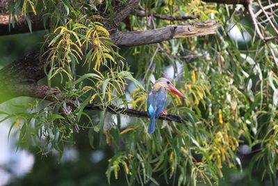 Bird perching on a tree