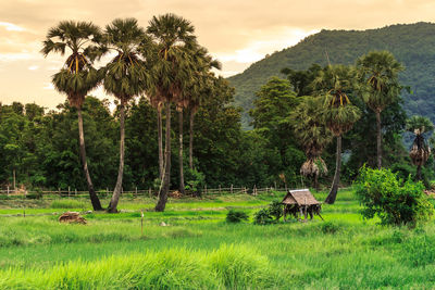 Scenic view of palm trees on field against sky