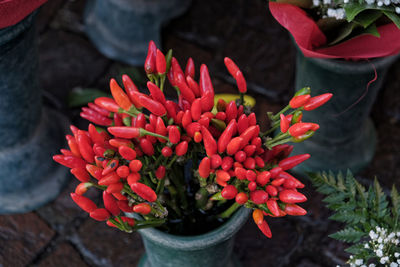 Close-up of red flowers blooming outdoors