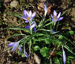 Close-up of purple flowers blooming outdoors