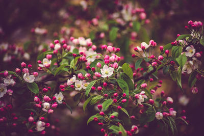 Close-up of pink flowers