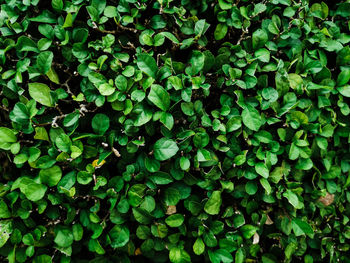 Full frame shot of plants