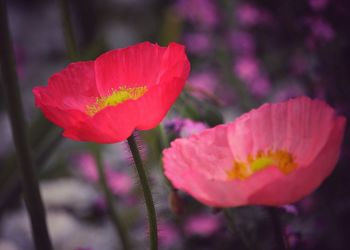 Close-up of pink flower blooming outdoors
