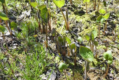 Close-up of cactus growing on field