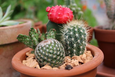 Close-up of cactus growing in pot