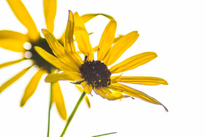 Close-up of yellow flower against white background