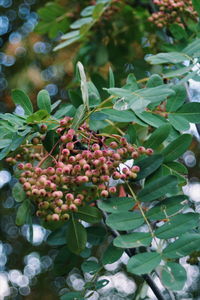 Close-up of grapes growing on tree