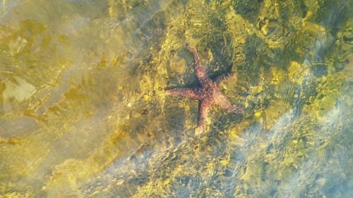 High angle view of turtle in water