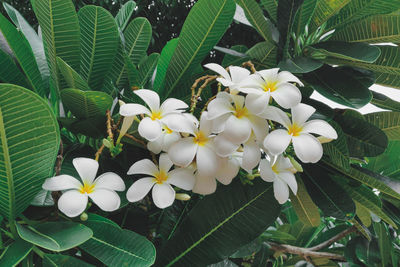 Close-up of white flowering plant