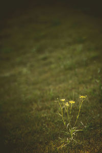 Close-up of plant on field