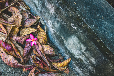 High angle view of dry leaves on rock