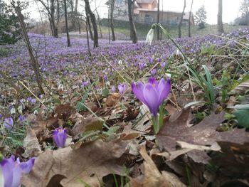 Close-up of purple crocus blooming outdoors