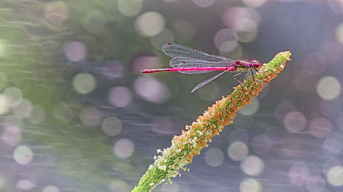 Close-up of insect on flower