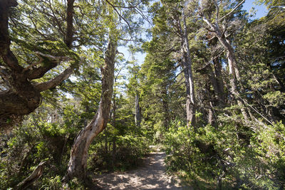 Footpath passing through forest