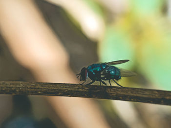 Close-up of insect on railing