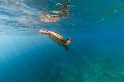 View of turtle swimming in sea