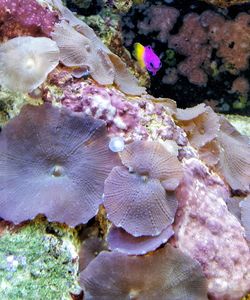 Close-up of coral in sea