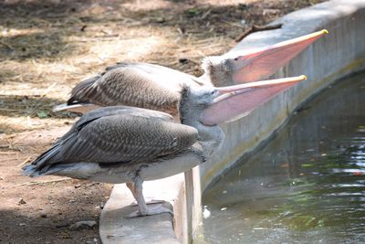 Close-up of duck in water