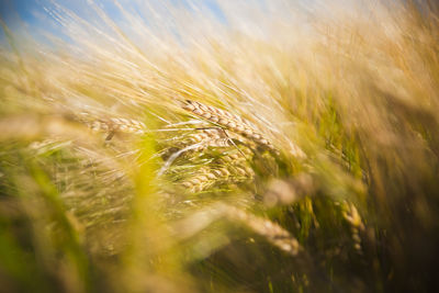 Close-up of stalks in field