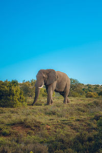 African female elephant with the tusk standing on the grassy bush against the blue clear sky
