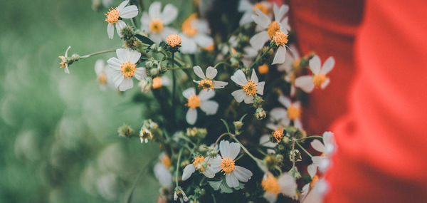 Close-up of white flowering plant