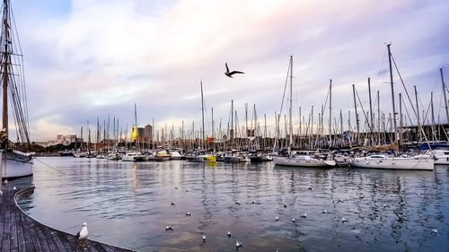 Sailboats moored in harbor against sky