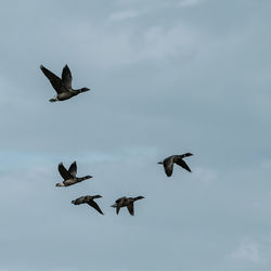 Low angle view of seagulls flying against sky