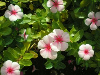 Close-up of pink flowers