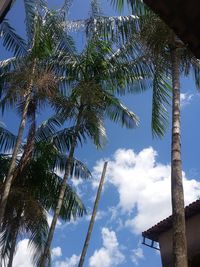 Low angle view of palm tree against sky