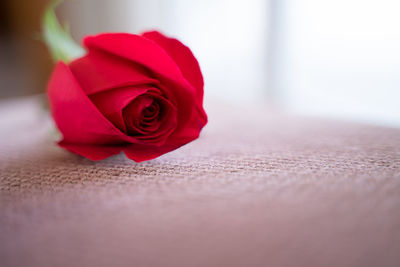 Close-up of red rose on table