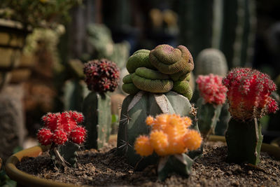 Close-up of succulent plant